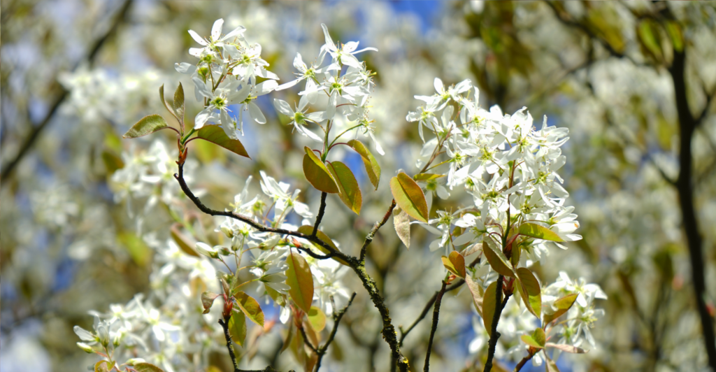 natuur tuin boom krentenboom