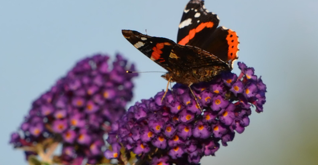 natuur tuin heester vlinderstruik