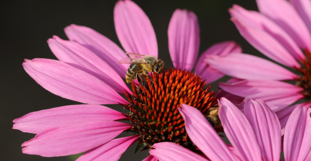 prairie tuin vaste plant roze zonnehoed