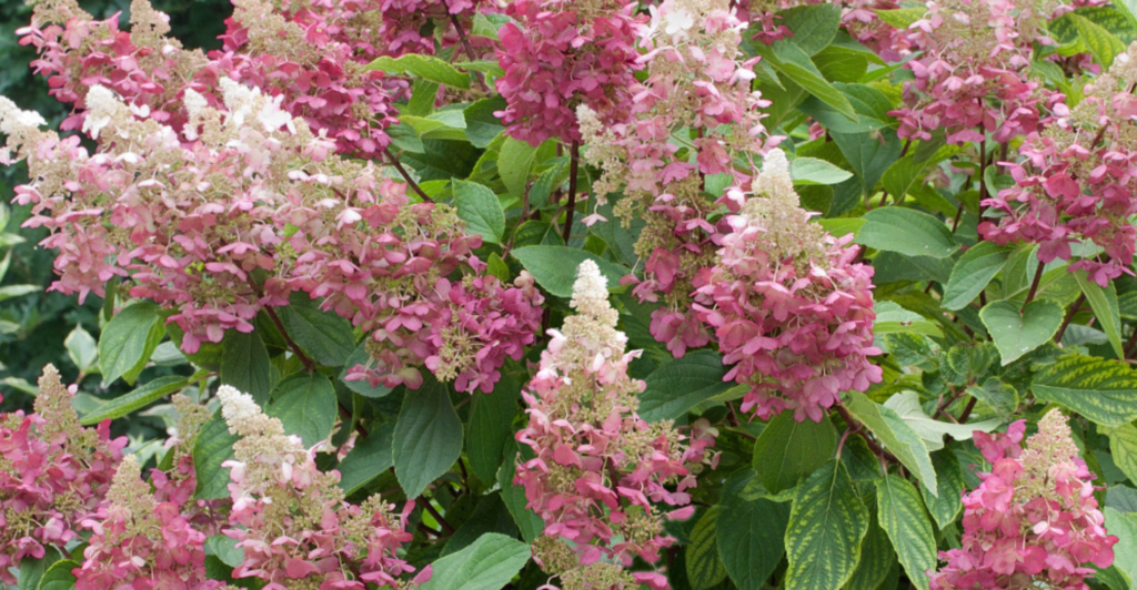 moderne tuin heester hortensia