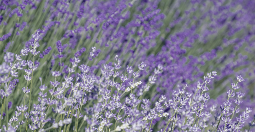 modern klassieke tuin vaste plant lavendel