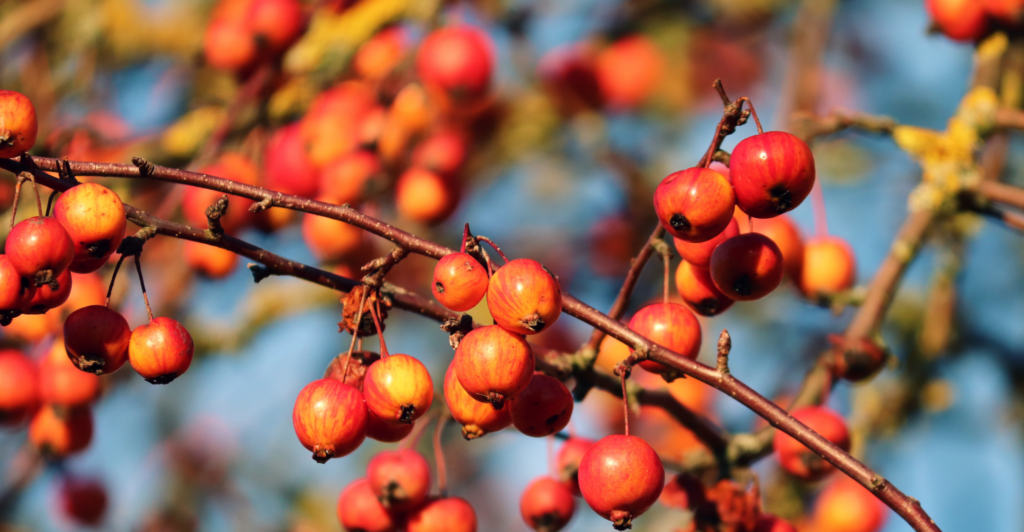 natuur tuin boom sierappel