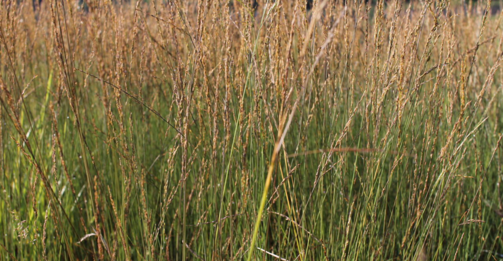 prairie tuin siergras pijpestrootje