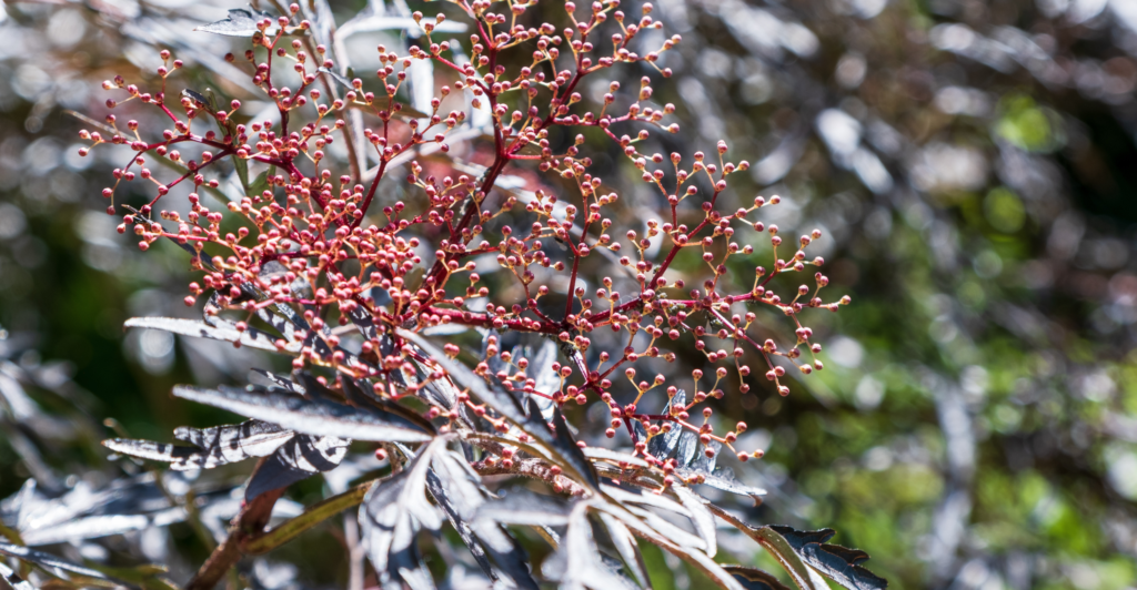 natuur tuin heester vlier