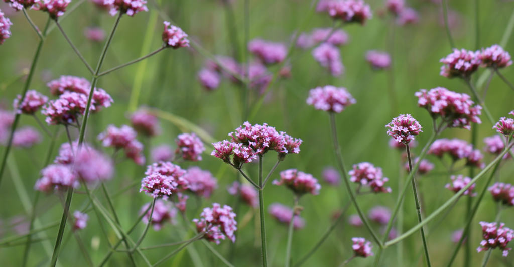 prairie tuin vaste plant ijzerhard