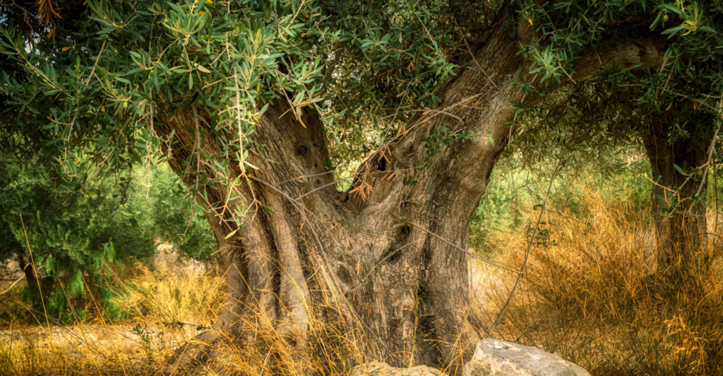 mediterraanse tuin boom olijfboom