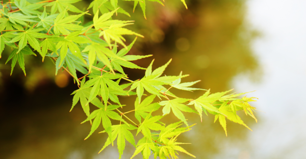 moderne tuin boom Japanse esdoorn