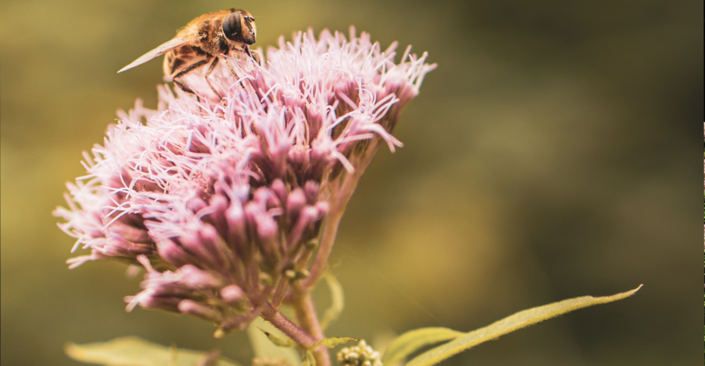 Moderne tuin vaste plant koninginenkruid