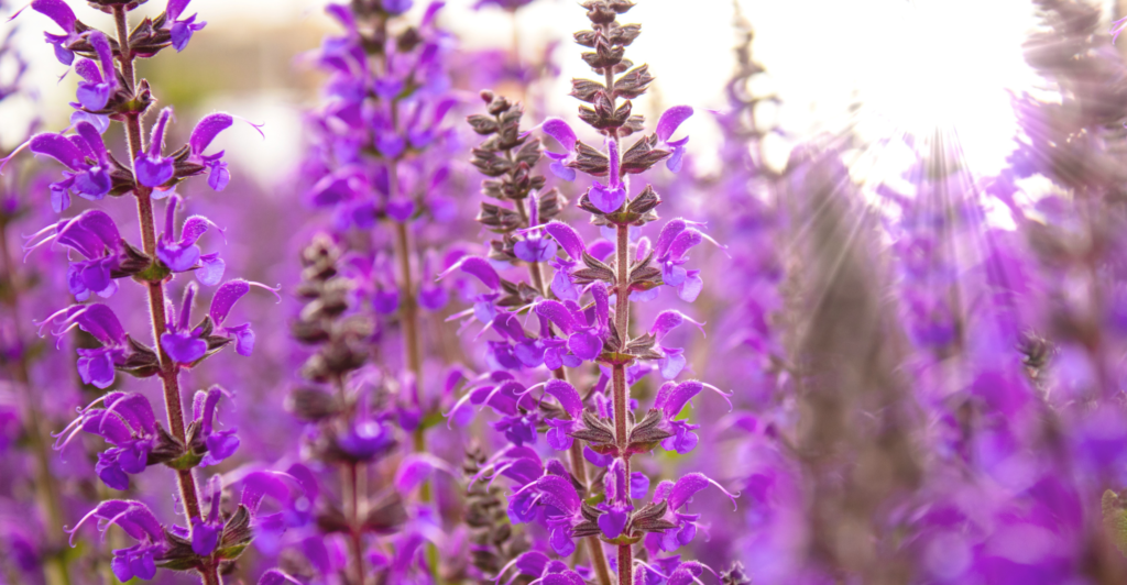 Tuinontwerp natuur tuin salvia